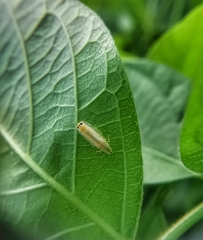 Sophonia longitudinalis