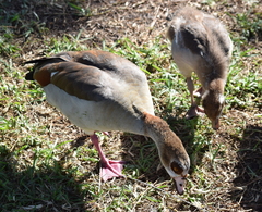 Alopochen aegyptiaca