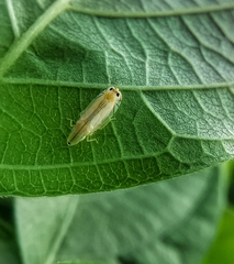 Sophonia longitudinalis