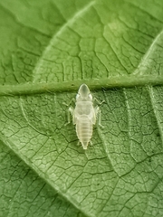 Sophonia longitudinalis