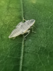 Sophonia longitudinalis