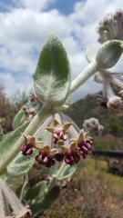 Asclepias californica