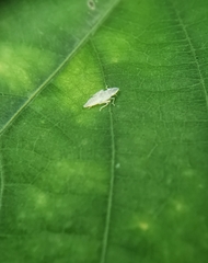 Sophonia longitudinalis