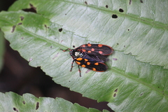 Mahanarva costaricensis