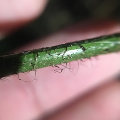 Arachniodes pseudoaristata