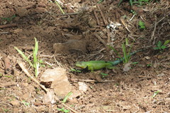 Sceloporus hondurensis
