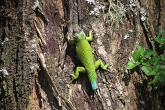 Sceloporus hondurensis