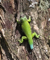 Sceloporus hondurensis