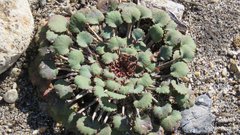Pozoa volcanica