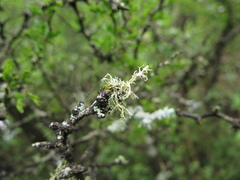 Ramalina peruviana