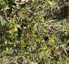 Apis mellifera
