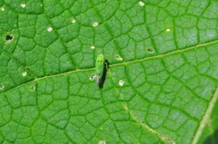Scopogonalia