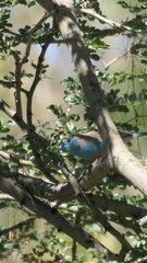 Uraeginthus angolensis