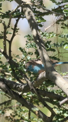 Uraeginthus angolensis