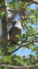 Uraeginthus angolensis