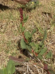 Rumex maricola