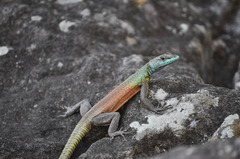 Platysaurus intermedius rhodesianus