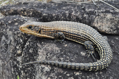 Rough-Scaled Plated Lizard photo 2