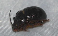 Odonteus