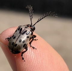 Polyclada pecticornis