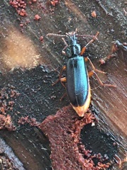 Pytho americanus