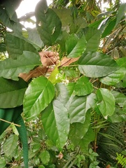 Croton argyratus