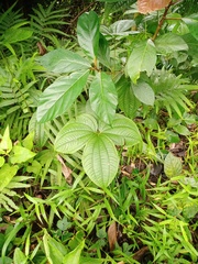Dioscorea hispida