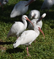 Eudocimus albus