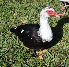 Cairina moschata domestica