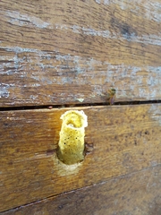 Tetragonisca