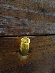 Tetragonisca