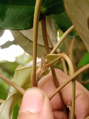 Croton argyratus