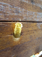 Tetragonisca