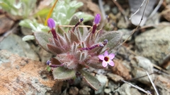 Collomia diversifolia