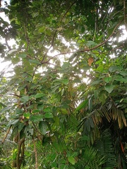 Croton argyratus