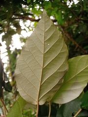 Croton argyratus
