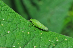 Reticana