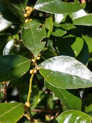 Lindera akoensis