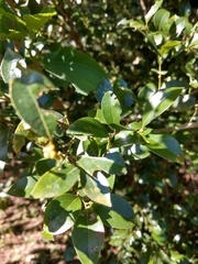 Lindera akoensis