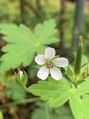 Geranium suzukii