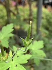Geranium suzukii