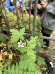 Geranium suzukii