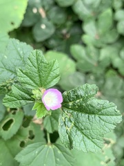 Malva verticillata crispa