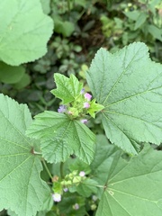 Malva verticillata crispa