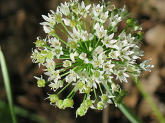 Allium fraseri
