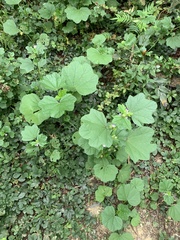 Malva verticillata crispa