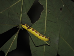 Chadisra bipars