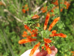 Agonoscelis venosa