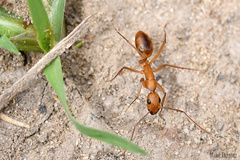 Camponotus cuneiscapus