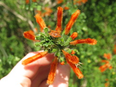 Agonoscelis venosa